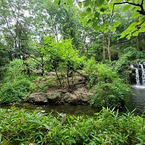 Aug. 2019 - Jungle Trails - Mueller's Gibbon Exhibit