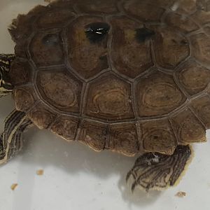 Black-knobbled map turtle - Graptemys nigrinoda nigrinoda