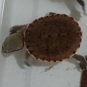 Hilari's toad-headed turtle - Phrynops hilarii - juvenile
