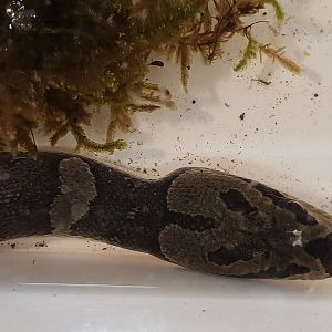 Masked water snake - Homalopsis buccata
