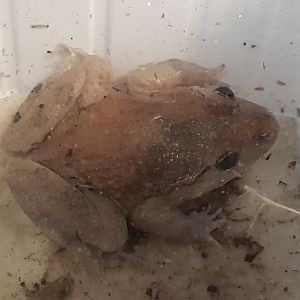 Painted frog - Discoglossus pictus