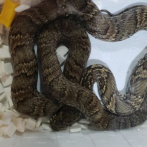Korean ratsnake - Elaphe anomala