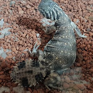 Uromastyx thomasi