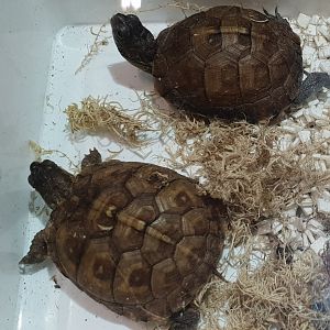 Terrapene triunguis