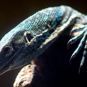 Aug. 2019 - Dragons! - Blue Tree Monitor