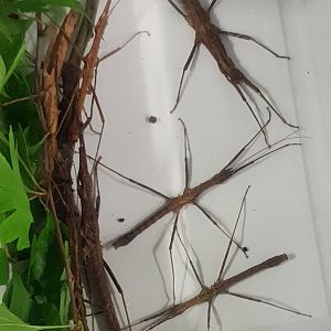 Neohirasea hongkongiensis