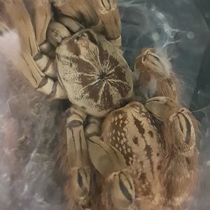 Heteroscodra maculata