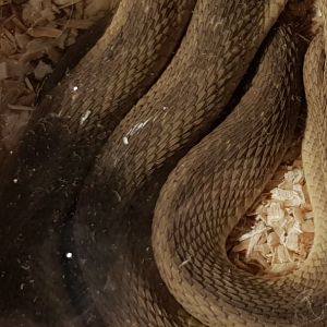 Western egg-eating snake - Dasypeltis fasciatus