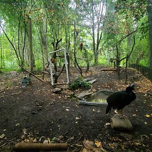 Aug. 2019 - Jungle Trails - Scarlet Macaw/Helmeted Curassow Exhibit