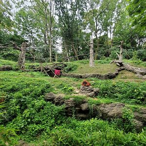 Aug. 2019 - Jungle Trails - Newly Added Trees/Vine in the Sumatran Orangutan/White-handed Gibbon Exhibit