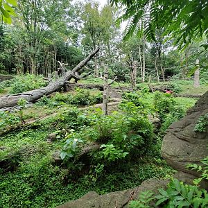 Aug. 2019 - Jungle Trails - Newly Added Trees/Vine in the Sumatran Orangutan/White-handed Gibbon Exhibit