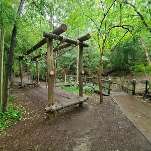 Aug. 2019 - Jungle Trails - Walk Like a Lemur Game