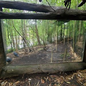 Aug. 2019 - Jungle Trails - Victoria Crowned Pigeon/Kookaburra Exhibit