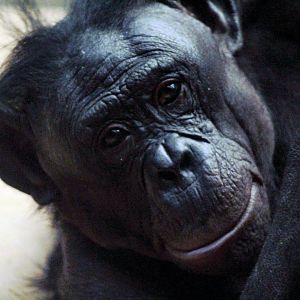 Aug. 2019 - Jungle Trails - Bonobo