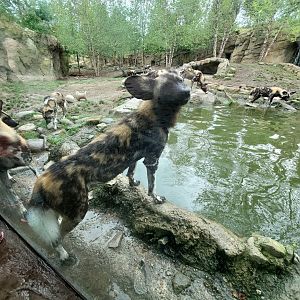 Aug. 2019 - Africa - Painted Dog Exhibit