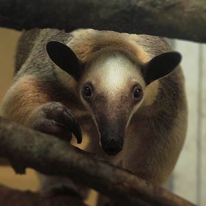 Aug. 2019 - Children's Zoo - Southern Tamandua