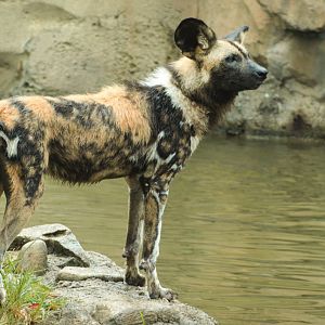 Aug. 2019 - Africa - Painted Dog