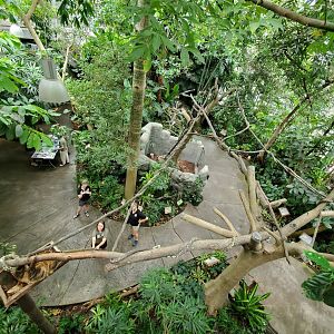 Aug. 2019 - Discovery Forest - Newly Expanded Linne's Two-toed Sloth Exhibit