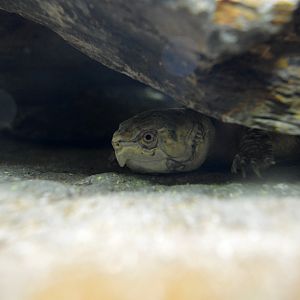Big-headed turtle