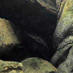 Chinese giant salamander