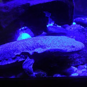 Chinese Giant Salamander