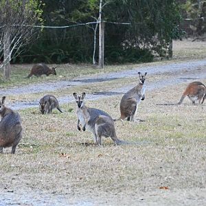 Red-necked wallabies on front lawn.