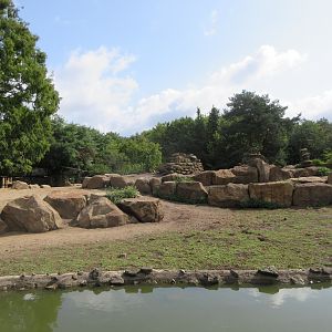 Gelada Exhibit (the zoo has 78 Geladas!)