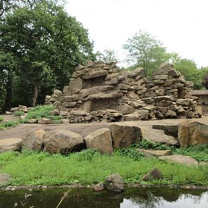 Gelada Exhibit (the zoo has 78 Geladas!)