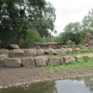 Gelada Exhibit (the zoo has 78 Geladas!)