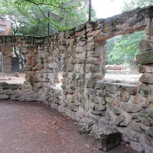 Gelada Exhibit (the zoo has 78 Geladas!)