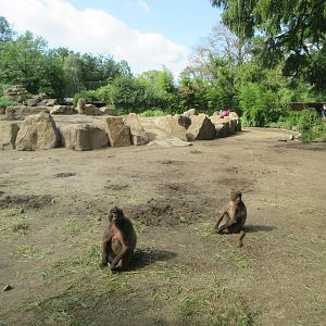 Gelada Exhibit (the zoo has 78 Geladas!)