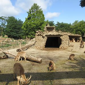 Gelada Exhibit (the zoo has 78 Geladas!)