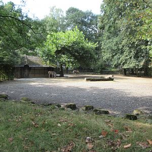 Chapman's Zebra Exhibit