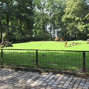 Sitatunga Exhibit