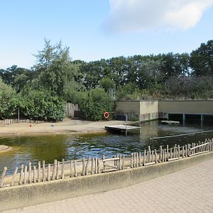 Harbour Seal Exhibit