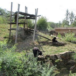 Indian Sloth Bear/Golden Jackal Exhibit