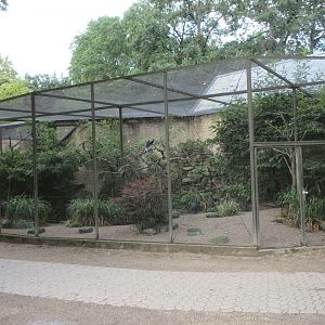 Trumpeter Hornbill Aviary