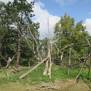 Lemur Exhibit - new in 2016