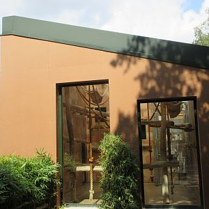 White-handed Gibbon Exhibit - indoor holding