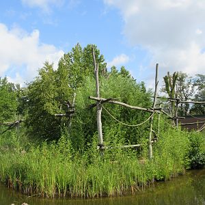 White-handed Gibbon Exhibit