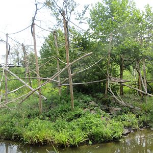 Cotton-top Tamarin Exhibit (New in 2019)