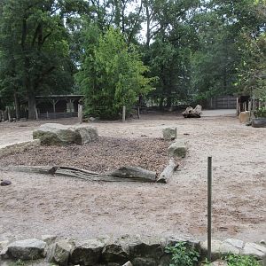 Wood Bison/Collared Peccary Exhibit