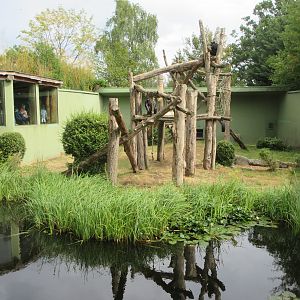 Chimpanzee Exhibit