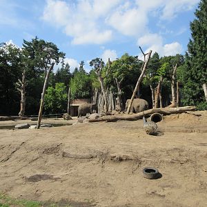 Asian Elephant Exhibit