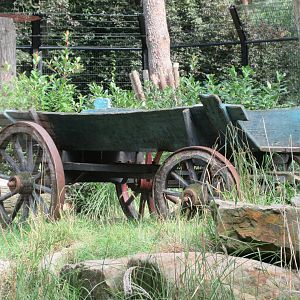 African Lion Exhibit - green wagon!