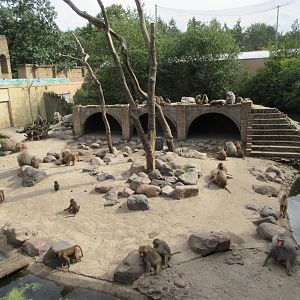 Hamadryas Baboon Exhibit (50% of enclosure)