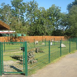Skærup Zoo - Anoa exhibits