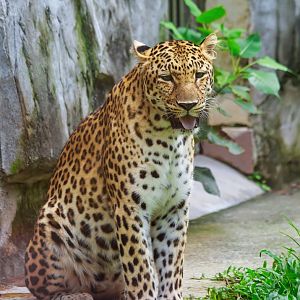 Leopard