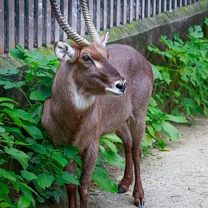 Waterbuck