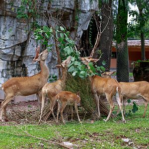 Hainan Eld's deer